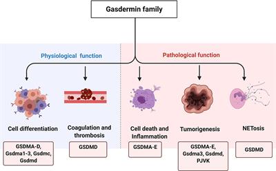 The Versatile Gasdermin Family: Their Function and Roles in Diseases